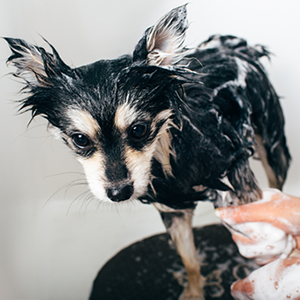 Everythin that you need toi know to groom your pooch at home 